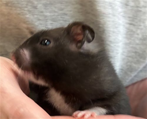 DIOR - Hamster available for adoption