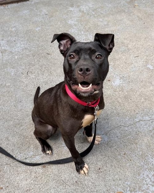 JULIE - Pit Bull Terrier available for adoption