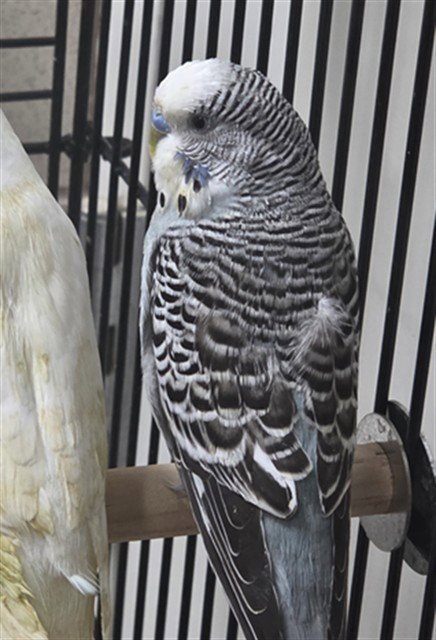 ZOOT Image