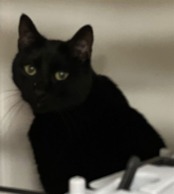 SUSU - Domestic Short Hair available for adoption