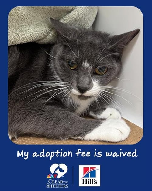COSTCO - Domestic Short Hair available for adoption