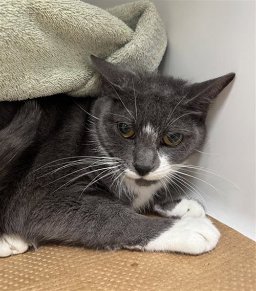 COSTCO - Domestic Short Hair available for adoption