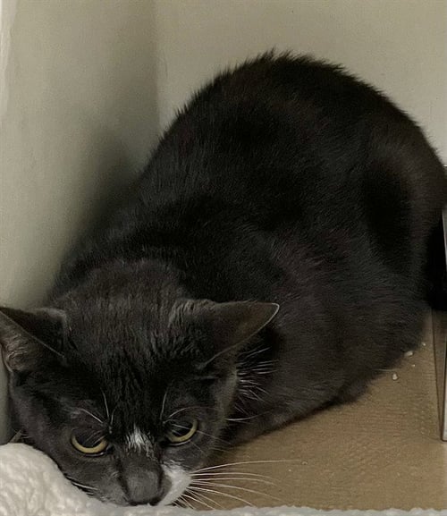 COSTCO - Domestic Short Hair for adoption in Boston