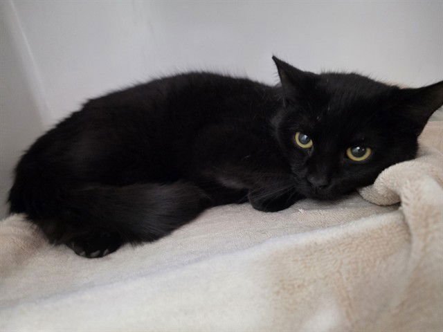 CELERY - Domestic Short Hair available for adoption