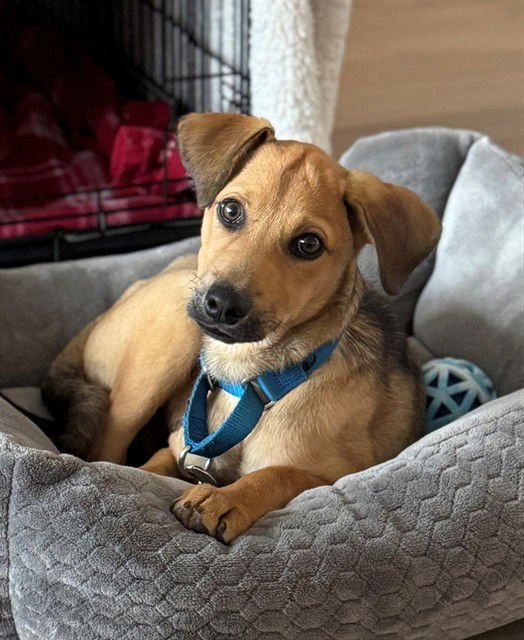 DARRIN - Black Mouth Cur available for adoption