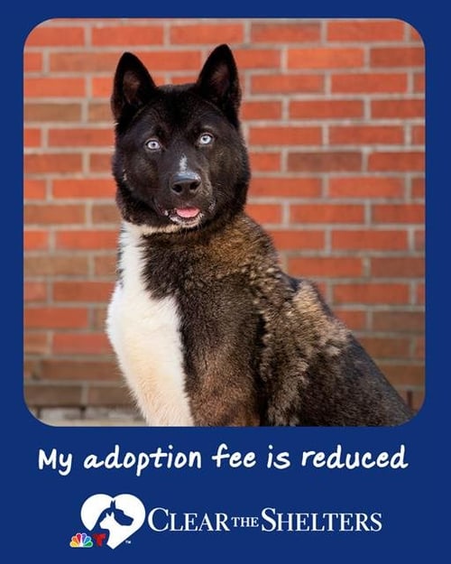 CARL - Akita available for adoption