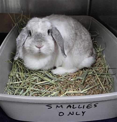 GUSTAVA - Shorthaired Rabbit available for adoption