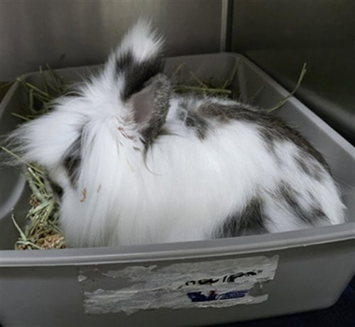 MARV - Lionhead available for adoption