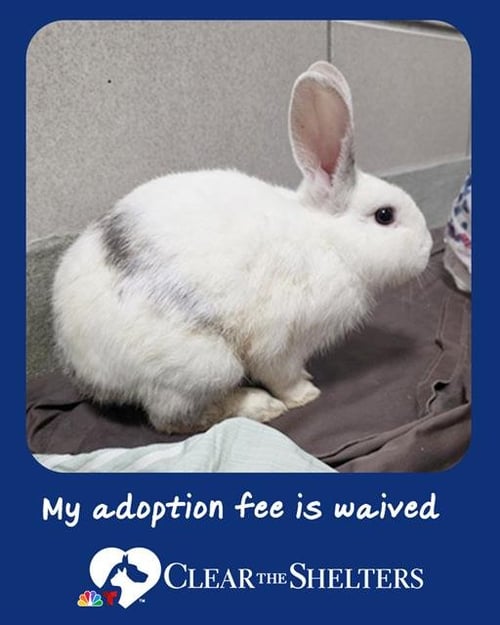 MIFFY - Shorthaired Rabbit available for adoption