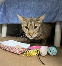 KITTY - Photo 1