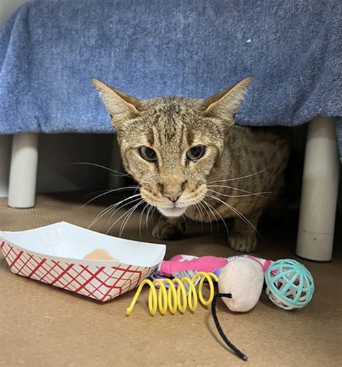 KITTY - Domestic Short Hair available for adoption