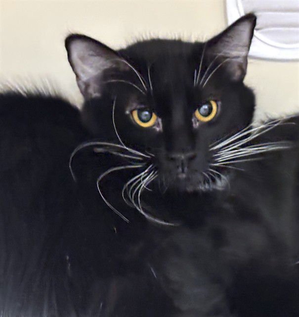 IVY - Domestic Long Hair available for adoption