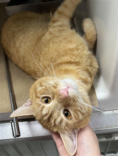 CAPTAIN - Domestic Short Hair available for adoption