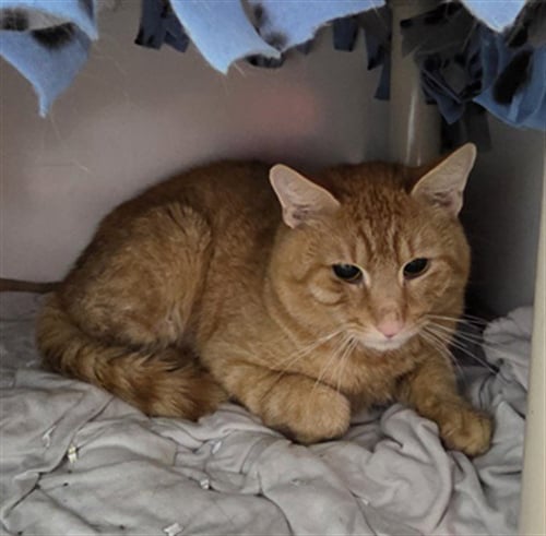 CAPTAIN - Domestic Short Hair available for adoption