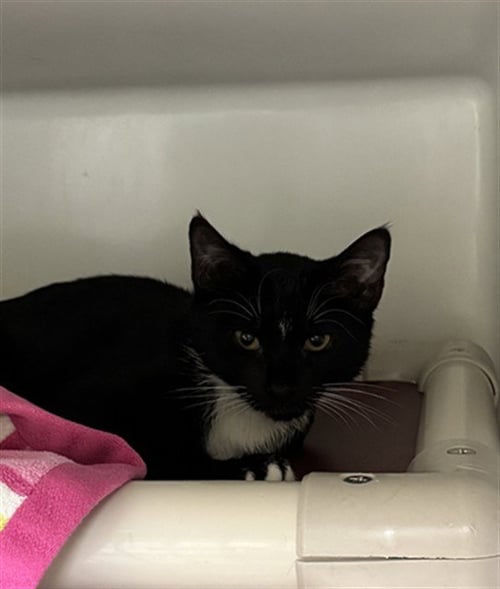 POTATO SALAD - Domestic Short Hair for adoption in Boston