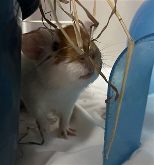 TATER TOT - Guinea Pig available for adoption