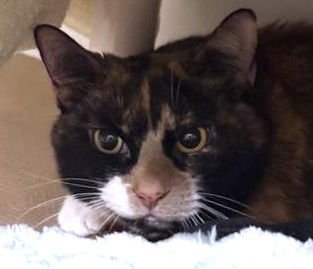 FRIDA - Domestic Short Hair available for adoption