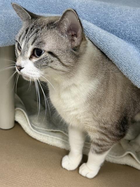 ESTRELLA - Domestic Short Hair available for adoption