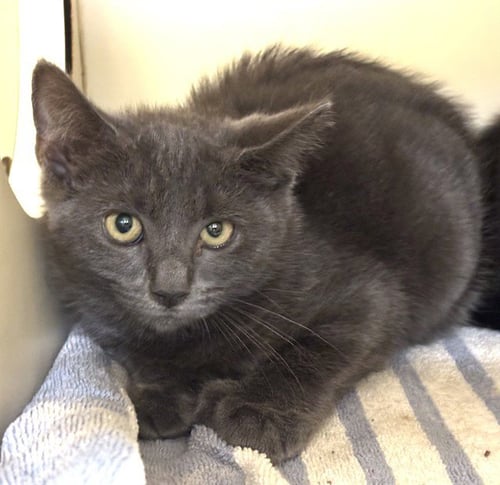 LUCY - Domestic Short Hair available for adoption