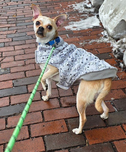 CHAPO - Chihuahua available for adoption