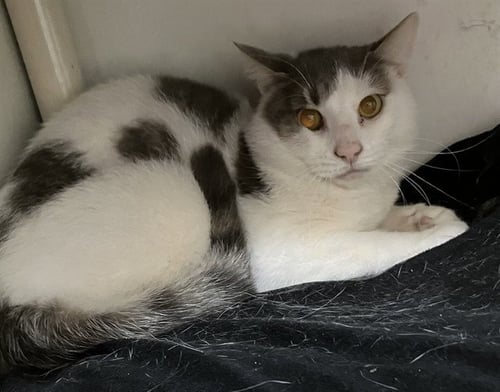 DAVE - Domestic Short Hair for adoption in Boston