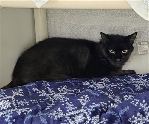 LISA - Domestic Long Hair available for adoption