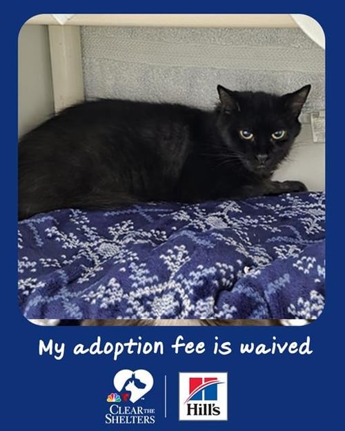 LISA - Domestic Long Hair available for adoption