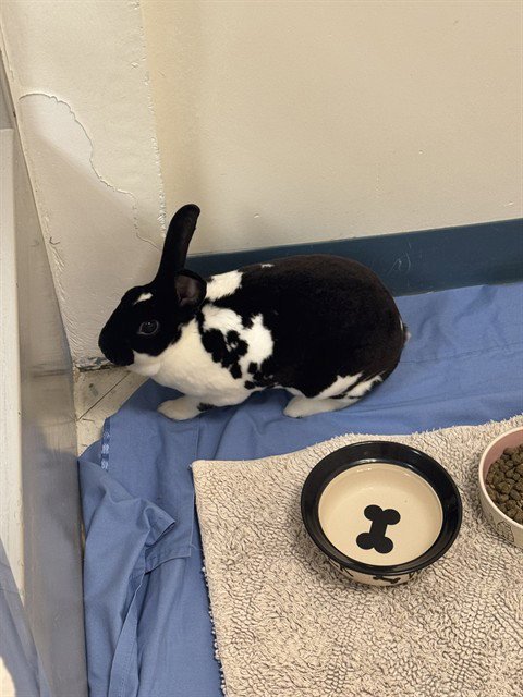 BASIL - Mini Rex available for adoption