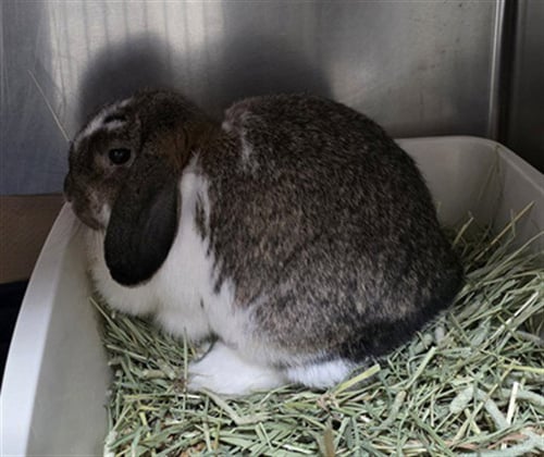 HOLLY - Shorthaired Rabbit available for adoption