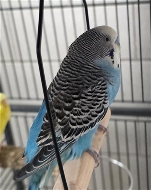 SAM EAGLE - Parakeet - Other available for adoption