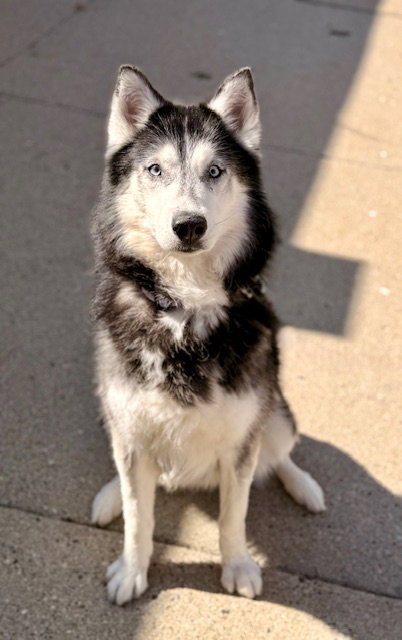 OREO - Siberian Husky for adoption in Cambridge