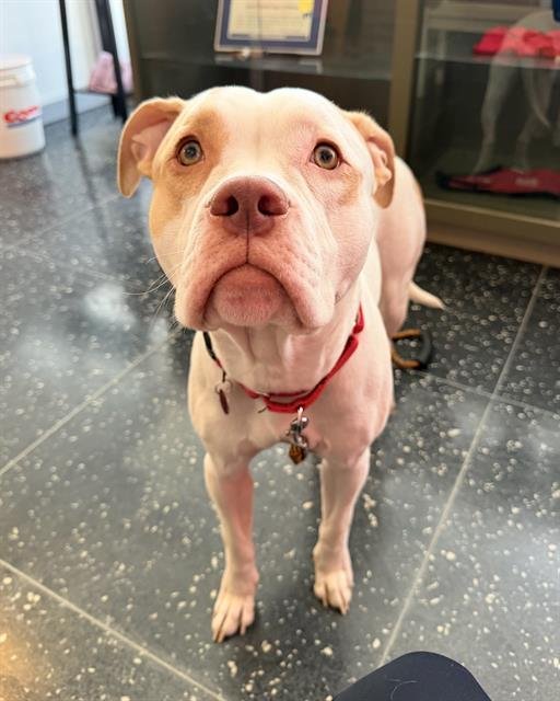 ROCKY - Pit Bull Terrier available for adoption