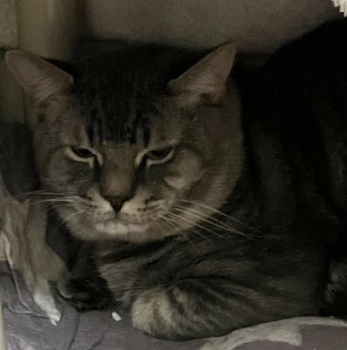 FENDER - Domestic Short Hair available for adoption