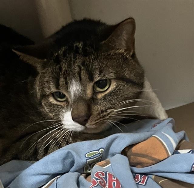 ROOFUS - Domestic Short Hair available for adoption