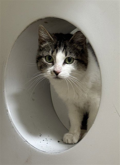 SUNSHINE - Domestic Short Hair for adoption in Boston