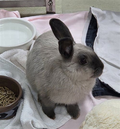 CALICO CRITTER - Shorthaired Rabbit available for adoption