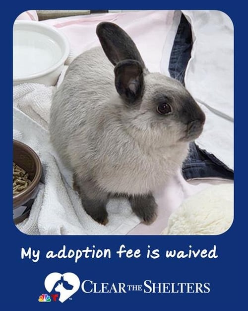 CALICO CRITTER - Shorthaired Rabbit available for adoption