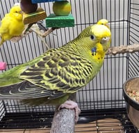 DR. BUNSEN HONEYDEW - Photo 1