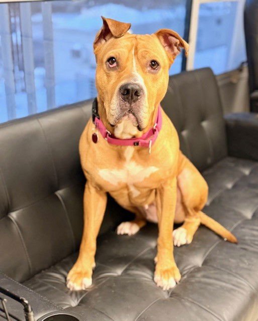 GINGER - Pit Bull Terrier available for adoption