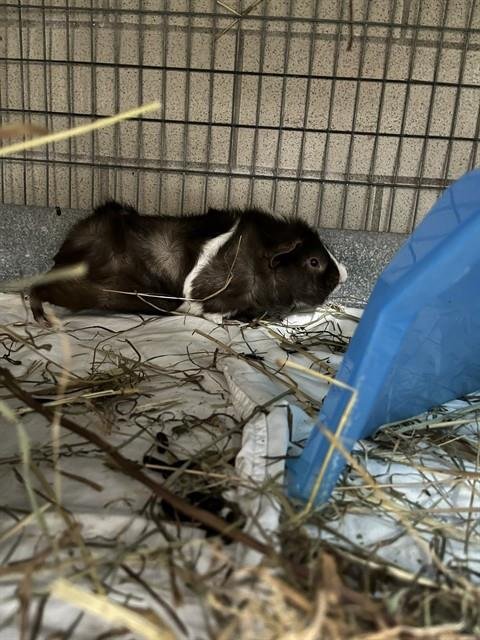 EDMUND - Guinea Pig available for adoption