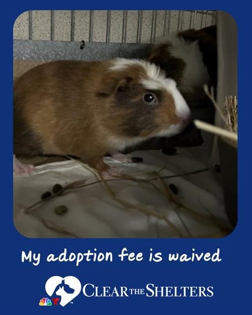 NELL - Guinea Pig available for adoption