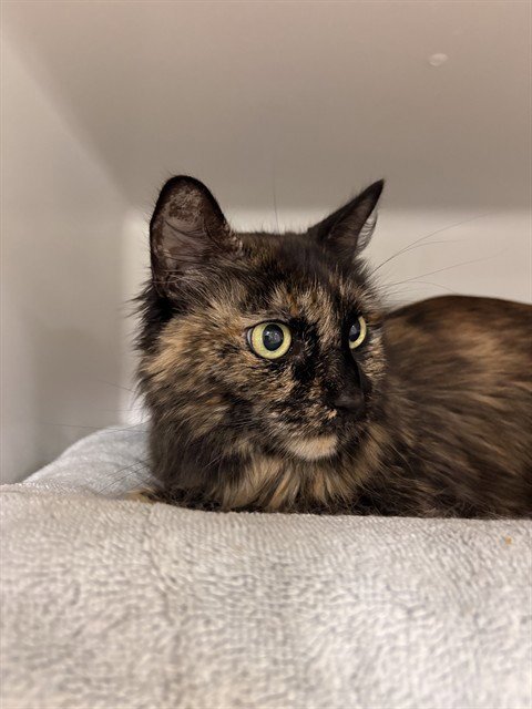 BELLA - Domestic Long Hair available for adoption