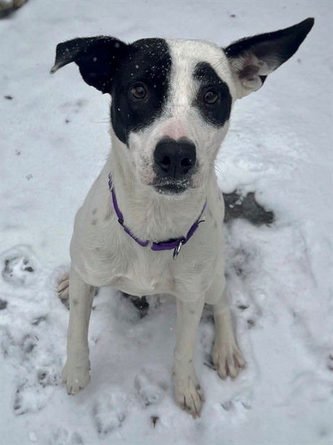TULIP - Treeing Walker Coonhound available for adoption