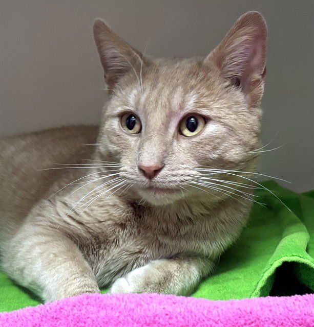 TUNA - Domestic Short Hair available for adoption