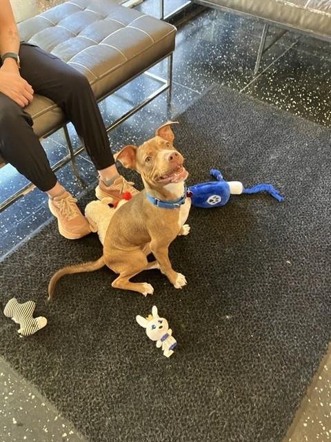 LUCY - Carolina Dog available for adoption
