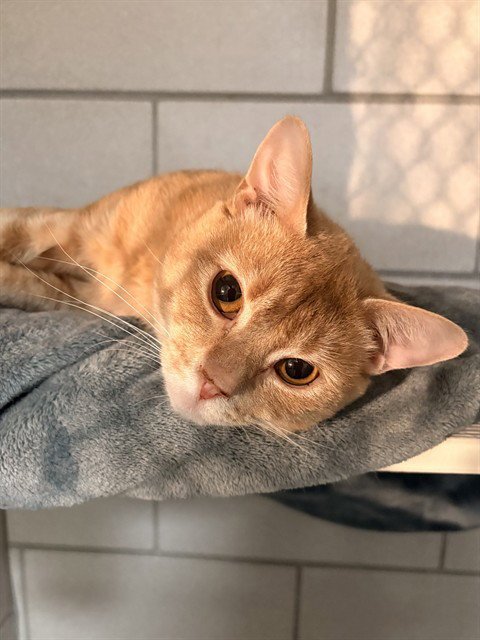 CANILLO - Domestic Short Hair for adoption in Boston