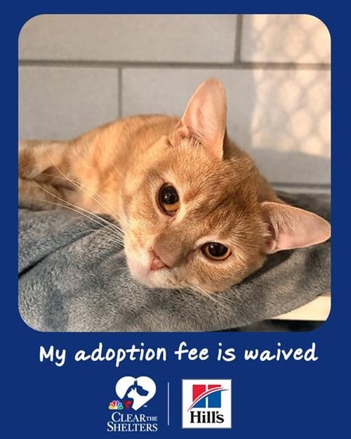 CANILLO - Domestic Short Hair available for adoption