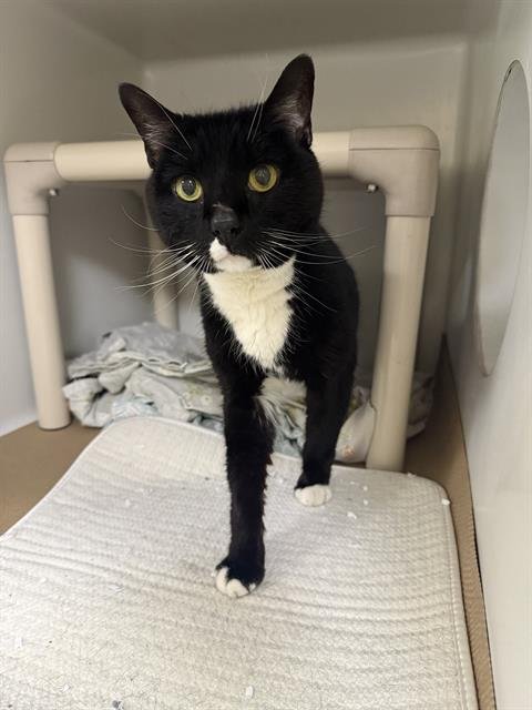 OWEN - Domestic Short Hair available for adoption