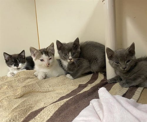 CATAMARAN - Domestic Short Hair available for adoption