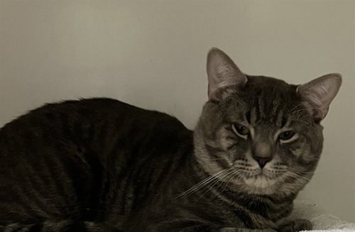 GIBSON - Domestic Short Hair available for adoption